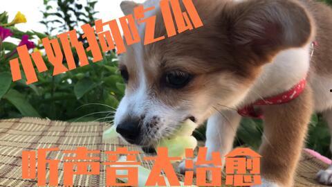 可以喂狗吃瓜吗,西瓜、哈密瓜等瓜类水果的适宜性分析 第1张 可以喂狗吃瓜吗,西瓜、哈密瓜等瓜类水果的适宜性分析 第1张